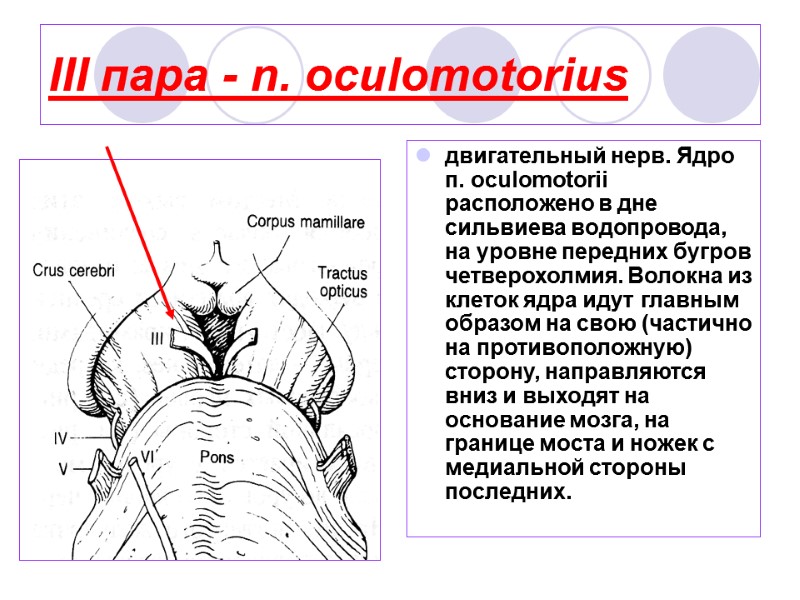 III пара - n. oculomotorius  двигательный нерв. Ядро п. oculomotorii расположено в дне